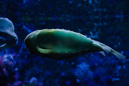 海洋生物矢量摄影照片_水族馆里的鱼，海洋生物，水下，绿色，自然野生动物。