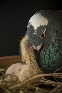 鸽子雀巢摄影照片_鸽鸟喂食到家巢中新生儿的一天
