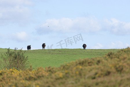 黑牛摄影照片_地平线上的三头黑牛看着镜头，农村阳光明媚的日子