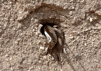 银行燕子在砾石土墩的一侧筑巢