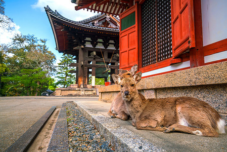 奈良东大寺的鹿