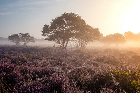 粉紫色摄影照片_荷兰盛开的石南花，荷兰韦斯特海德公园粉紫色山丘上阳光明媚的雾日出，日出期间荷兰盛开的石南花田