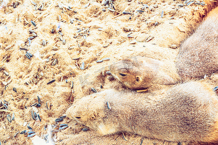 土拨鼠睡在沙滩上
