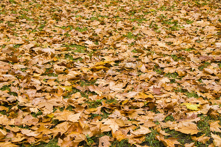 梧桐树秋天和秋天的叶子背景