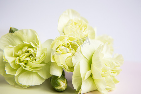 黄色康乃馨摄影照片_白色淡紫色背景上的绿色黄色康乃馨花。