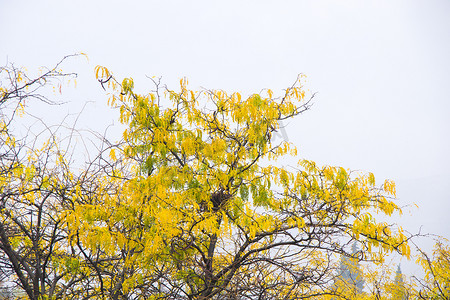 黄色秋天和秋天树风景在城市