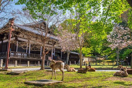 圣殿摄影照片_奈良东大寺的鹿