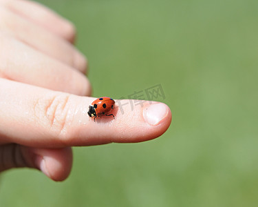 近距离观察孩子的手握着一只鲜红的瓢虫