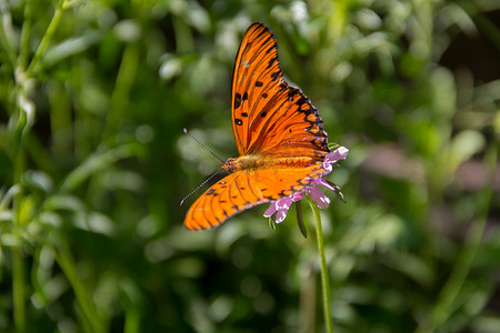 蝴蝶在飞舞摄影照片_美丽的帝王蝶在淡紫色的花和蓟上飞舞
