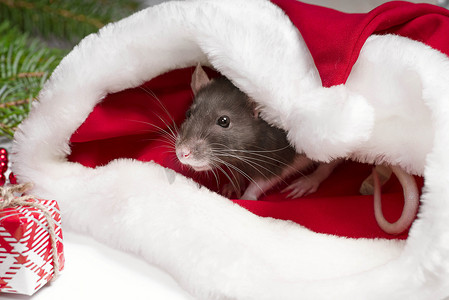 一只毛茸茸的小老鼠坐在节日礼品盒里。