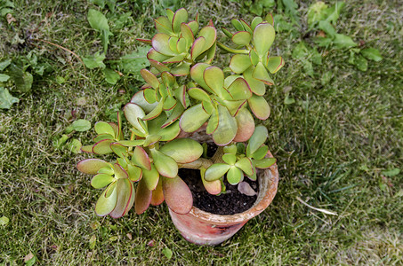 玉多肉植物或景天红尖的绿色厚肉叶