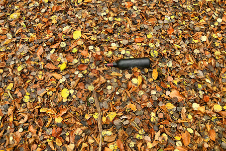 彩绘森林摄影照片_秋季彩绘树叶中的旧酒瓶