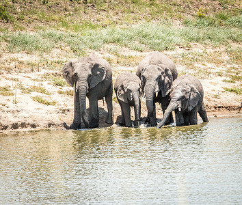 在南非克鲁格国家公园喝水的大象。