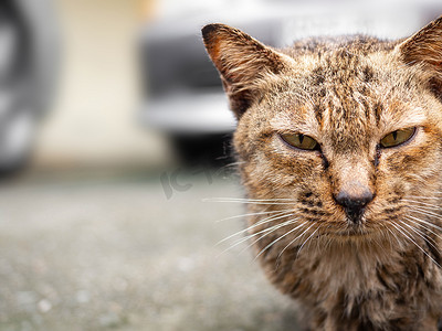 一张在雨中湿漉漉的棕猫坐着和 fa 的特写照片