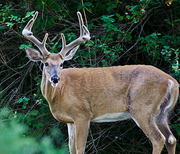长角鹿摄影照片_一只长着角的野生雄鹿的美丽孤立形象