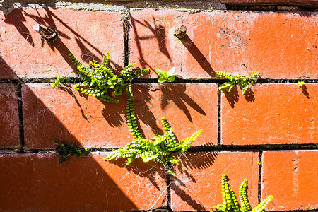春日背景墙摄影照片_英国阳光明媚的春日，旧红砖墙