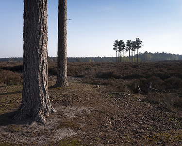 荷兰阿默斯福特和乌得勒支附近荒地上的松树