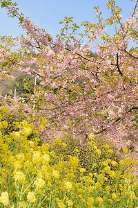 日本春天的风景，粉红色的樱花和黄色的油菜花