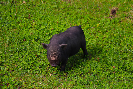绿色草坪上的小黑猪。