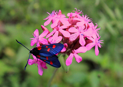 飘动摄影照片_花和植物上的蝴蝶，自然和野生动物，昆虫生活，绿色背景。
