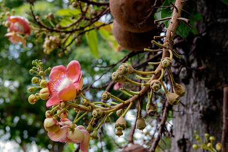 炮弹花摄影照片_Couroupita guianensis - 炮弹树花