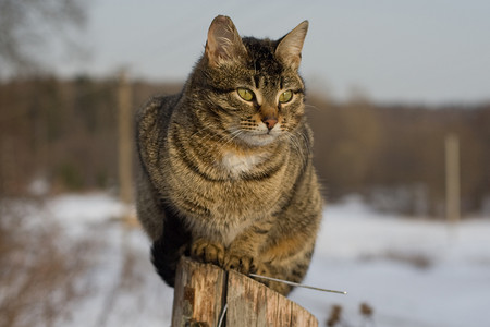 坐在柱子上的灰色虎斑猫