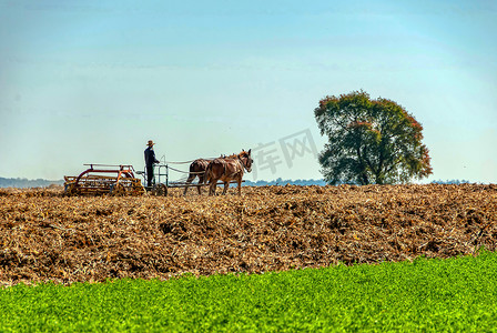 阿米什农民在阳光明媚的夏日用 2 匹马拉收割机收割小麦