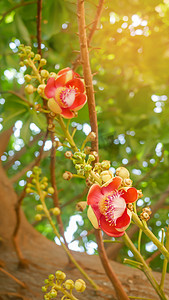 炮弹树 (Couroupita guianensis)