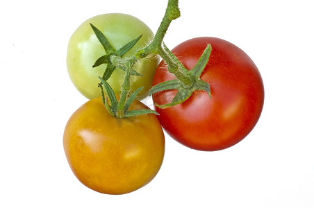 西红柿成熟和未成熟的水果