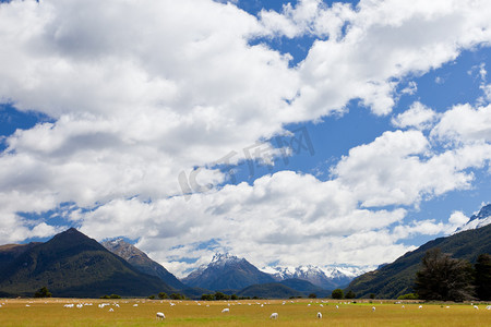 绵羊、山峰和 Mt Aspiring NP，南阿尔卑斯山，新西兰