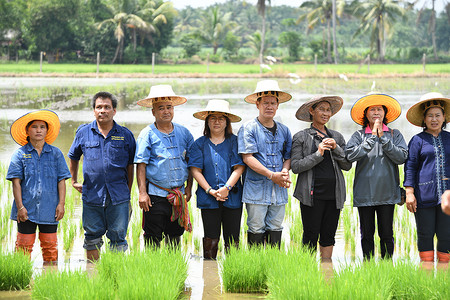 农民通过展示足够的经济来种植水稻