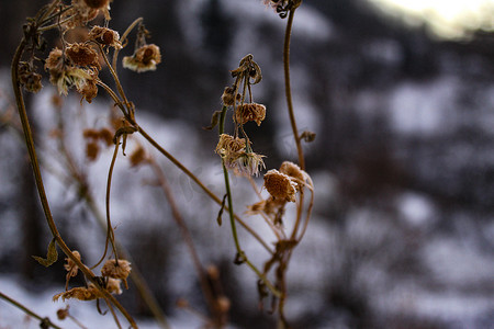 干花植物摄影照片_干雏菊植物在冬天。