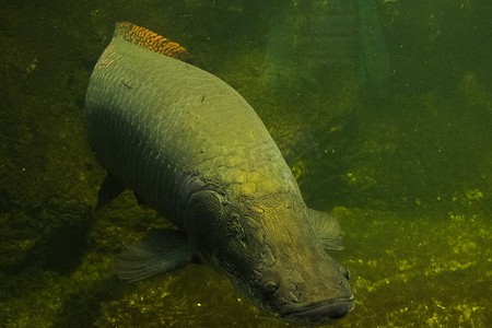 海洋生物矢量摄影照片_水族馆里的鱼，海洋生物，水下，绿色，自然野生动物。