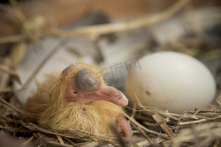 鸽子蛋摄影照片_鸽鸟在鸽舍孵化的第一天