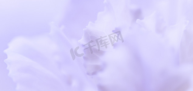 背景紫色摄影照片_抽象花卉背景淡紫色康乃馨花。