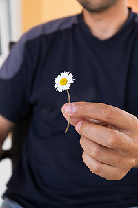 小雏菊背景摄影照片_男人用一朵小雏菊送礼物。