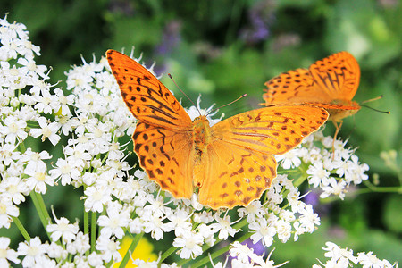 花和植物上的蝴蝶粉蝶，自然和野生动物，昆虫生活，绿色背景。