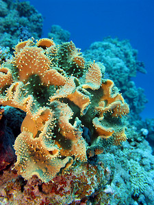 蓝色水背景下热带海底珊瑚礁与大软珊瑚肌体