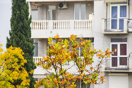 黄色秋天和秋天树风景在城市