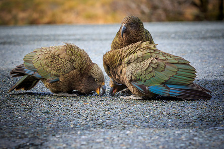 彩色羽毛摄影照片_关闭美丽的彩色羽毛，kea 鸟机智的羽毛群