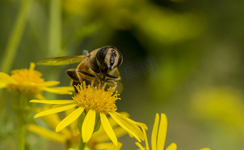 黄花上蜜蜂的宏观