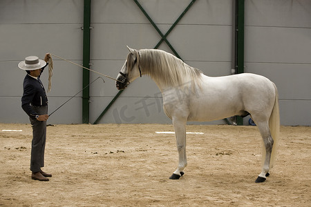 西班牙纯种马参加盛装舞步比赛经典赛，西班牙