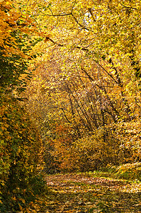 彩绘森林摄影照片_有方式的秋天彩绘的森林