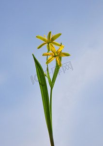 黄色伯利恒之星 (Gagea lutea)