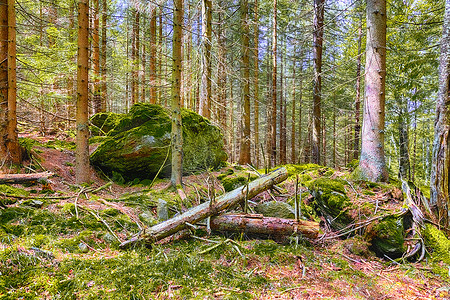 原始森林摄影照片_原始森林苔藓地面-HDR