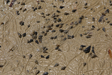 沙滩上生物摄影照片_沙滩上有很多贝壳