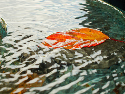 漂浮在水中的金色叶子
