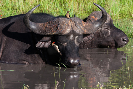 坦桑尼亚国家公园的水牛