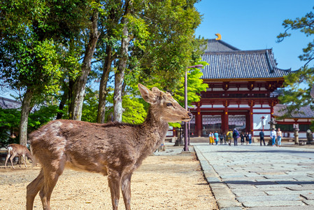 圣殿摄影照片_奈良东大寺的鹿