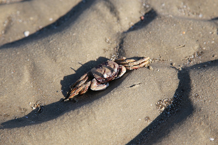 沙滩上的螃蟹特写